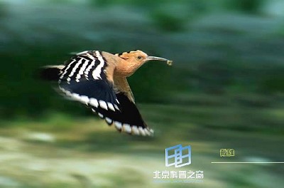 �������ͼ