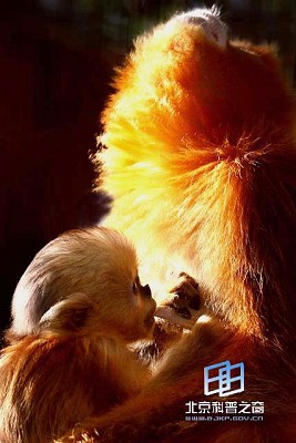 �������ͼ