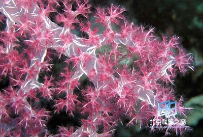 �������ͼ