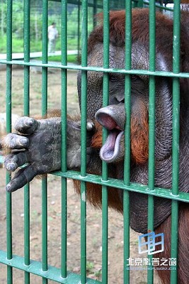 �������ͼ