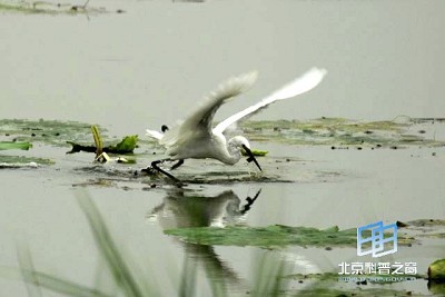 �������ͼ