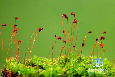 �������ͼ