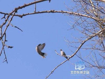 �������ͼ