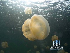 �������ͼ