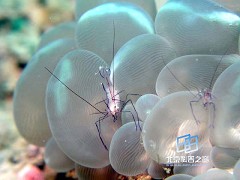 �������ͼ