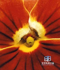 �������ͼ