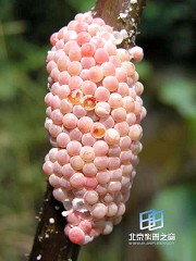 �������ͼ