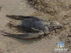 �������ͼ