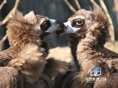 �������ͼ