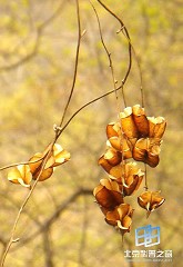 �������ͼ