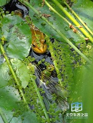 �������ͼ