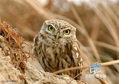 �������ͼ