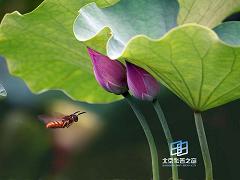 ���Ժ���