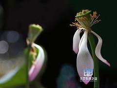 ���Ժ���