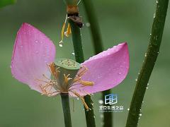 ���Ժ���