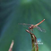 ���Ժ���