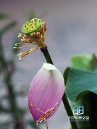 ���Ժ���