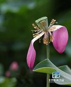 ���Ժ���