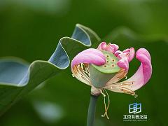 ���Ժ���