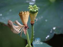 ���Ժ���