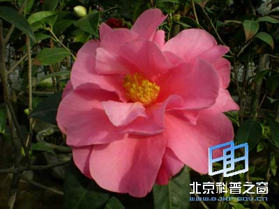 Ѥ�����˵Ĳ軨