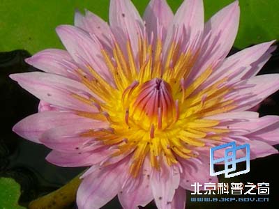 ��ѧԺֲ��԰����