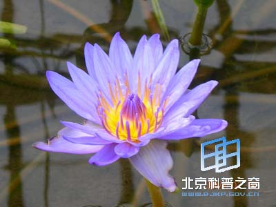 ��ѧԺֲ��԰����