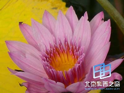 ��ѧԺֲ��԰����