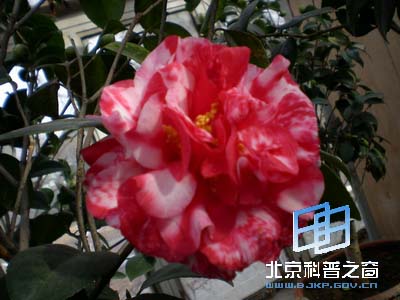 Ѥ�����˵Ĳ軨