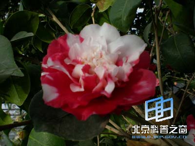 Ѥ�����˵Ĳ軨