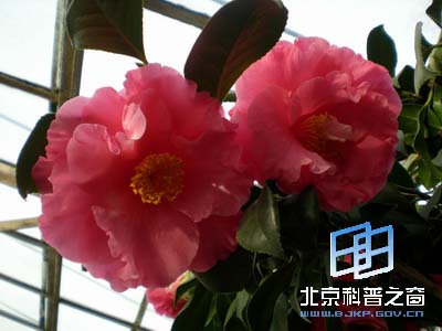 Ѥ�����˵Ĳ軨