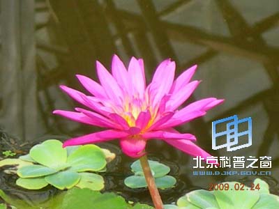 ��ѧԺֲ��԰����