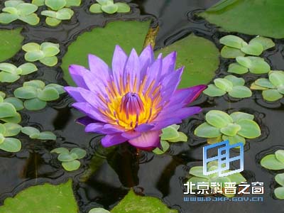 ��ѧԺֲ��԰����