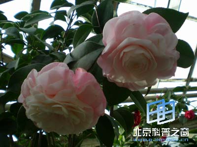 Ѥ�����˵Ĳ軨