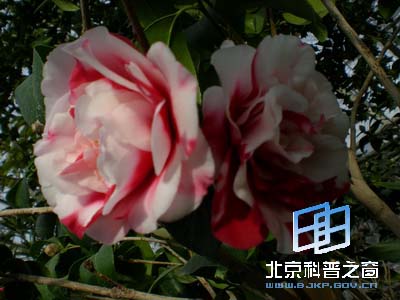 Ѥ�����˵Ĳ軨