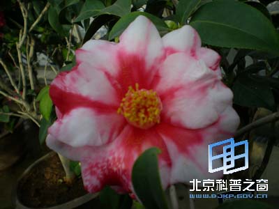 Ѥ�����˵Ĳ軨