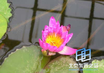 ��ѧԺֲ��԰����