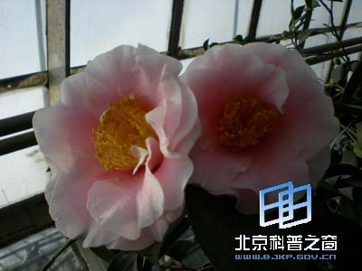 Ѥ�����˵Ĳ軨