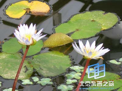 ��ѧԺֲ��԰����