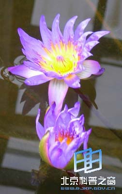 ��ѧԺֲ��԰����