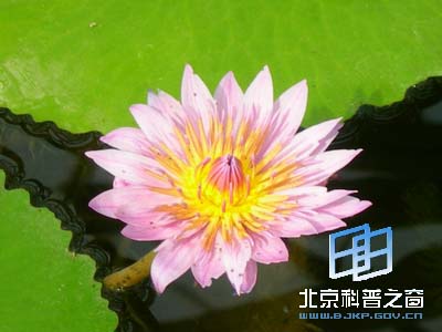 ��ѧԺֲ��԰����