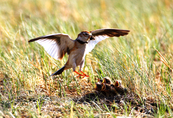 үү�İ����� (ͼ)