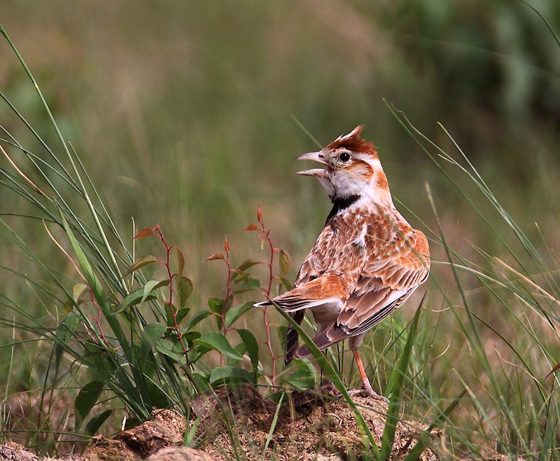 үү�İ����� (ͼ)