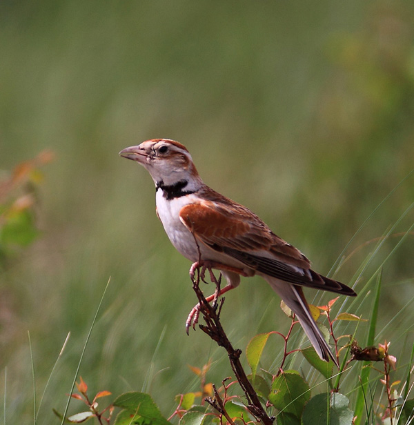 үү�İ����� (ͼ)