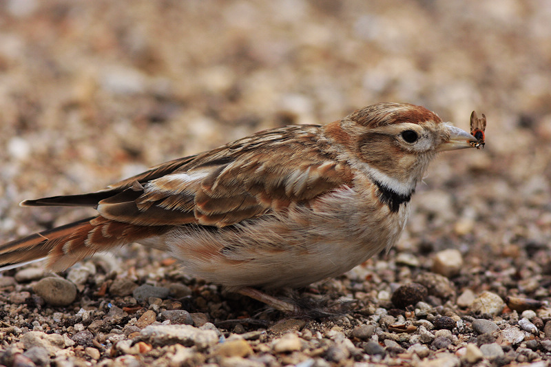 үү�İ����� (ͼ)