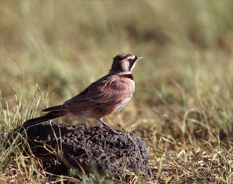 үү�İ����� (ͼ)