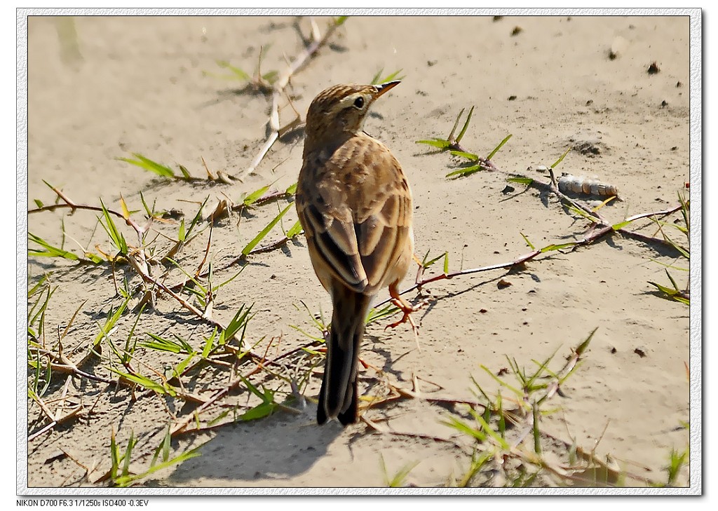 үү�İ����� (ͼ)