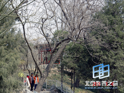 ��Ȼ��ɫ���壩