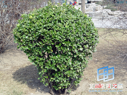 ��Ȼ��ɫ���ģ�