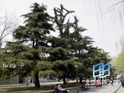 ��Ȼ��ɫ���ģ�